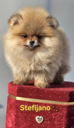 Pomeranian Boo Šteniatka – fotka 4