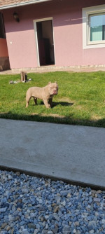 American bully – fotka 2