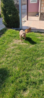 American bully – fotka 3