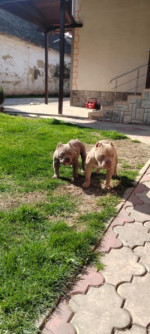 American bully – fotka 4