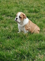 English bulldog puppies – fotka 2