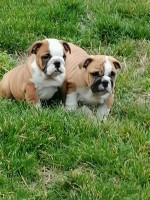 English bulldog puppies – fotka 3