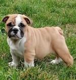 English bulldog puppies – fotka 4
