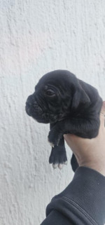 Cane Corso – šteniatka na predaj – fotka 2