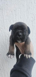 Cane Corso – šteniatka na predaj – fotka 3