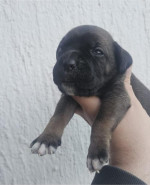 Cane Corso – šteniatka na predaj – fotka 4