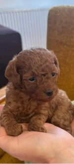  Two female and one male dwarf, dark apricot poodles – fotka 2