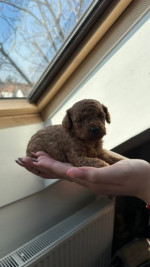  Two female and one male dwarf, dark apricot poodles – fotka 3