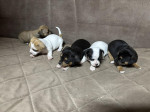 Chihuahua puppies for sale – fotka 2