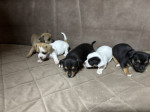 Chihuahua puppies for sale – fotka 3
