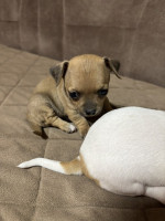 Chihuahua puppies for sale – fotka 4