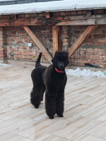 CHAMPION Litter: Black Standard Poodles of the highest rank – fotka 2