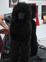 CHAMPION Litter: Black Standard Poodles of the highest rank – fotka 4