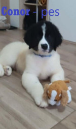 Landseer – fotka 3