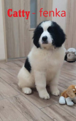 Landseer – fotka 4