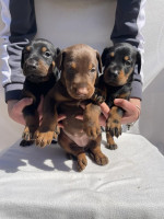 Doberman – Krásne šteniatka – fotka 2