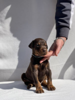 Doberman – Krásne šteniatka – fotka 3