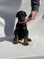 Doberman – Krásne šteniatka – fotka 4