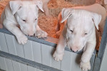 Standard Bull Terrier – fotka 2