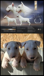 Standard Bull Terrier – fotka 3