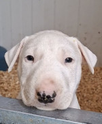 Standard Bull Terrier – fotka 4