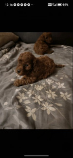 Red toy poodles – fotka 2