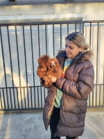 Red toy poodles – fotka 3