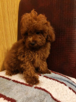 Red toy poodles – fotka 4