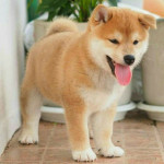 Šteniatka Shiba Inu – fotka 2