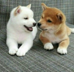Šteniatka Shiba Inu – fotka 3
