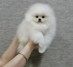 Šteniatka pomeraniana – fotka 2
