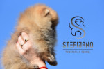 Pomeranian BOO – Šteniatka špičkovej kvality – fotka 2