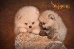 Pomeranian BOO – Šteniatka špičkovej kvality – fotka 3