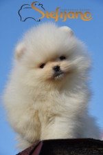 Pomeranian BOO – Šteniatka špičkovej kvality – fotka 4