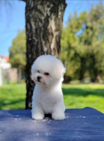 Bichon Frisé Krásne Šteniatka – fotka 2