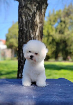 Bichon Frisé Krásne Šteniatka – fotka 3