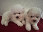 Bichon Frisé Krásne Šteniatka – fotka 4