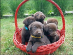Šteniatka hnedého labradora – fotka 2