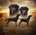 Šteniatka hnedého labradora – fotka 3