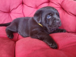 Šteniatka hnedého labradora – fotka 4