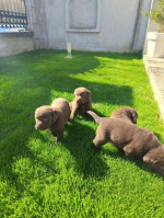 Šteniatka čokoládového labradora – fotka 2