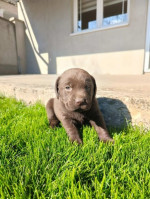 Šteniatka čokoládového labradora – fotka 3