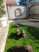 Šteniatka čokoládového labradora – fotka 4