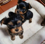 Jorkshire terrier – fotka 2