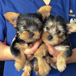Jorkshire terrier – fotka 3