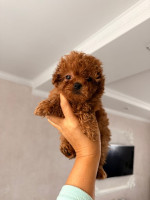 Pudl-pudle-poodle – fotka 2