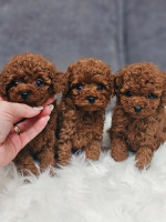 Pudl-pudle-poodle – fotka 3