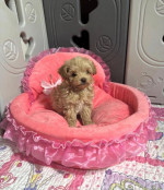 Maltipoo – fotka 2