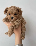 Maltipoo – fotka 3