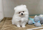 Pomeranian FCI – fotka 2